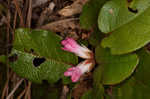 Trailing arbutus